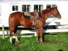 Angus - Sept. 2012
