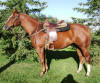 Angus - Sept. 2012