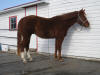 Angus - Mar.3/2010
