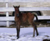 Cedric - April 18, 2011