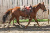 Dezi - July 7, 2010