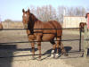 Dixie - 2007