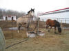 Farrah - Mar.3/2010